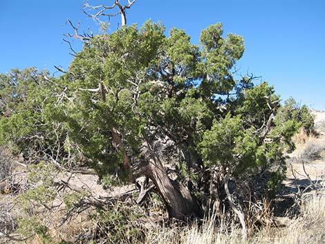 California Juniper (Juniperus californica)