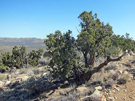 California Juniper (Juniperus californica)