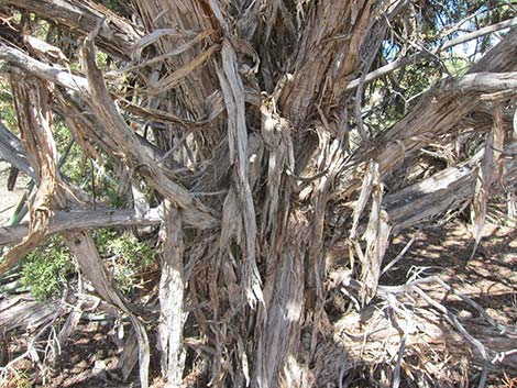 California Juniper (Juniperus californica)