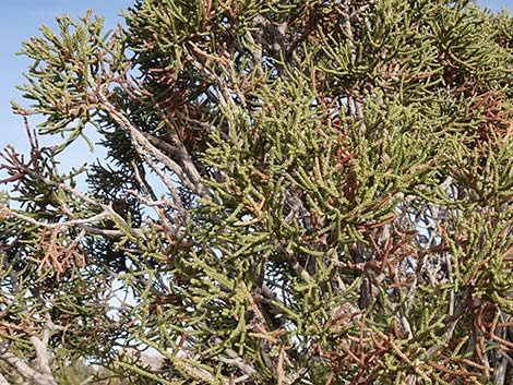 California Juniper (Juniperus californica)