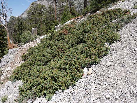 Common Juniper (Juniperus communis)