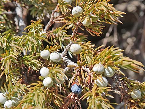 Common Juniper (Juniperus communis)