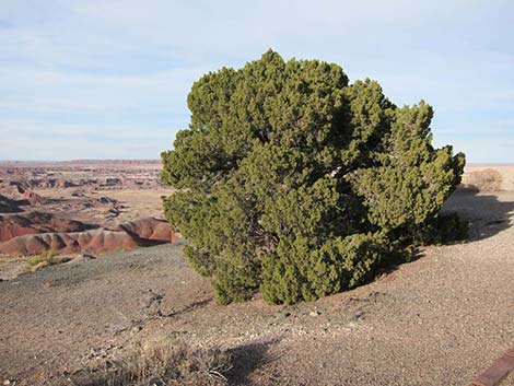 One-Seed Juniper (Juniperus monosperma)