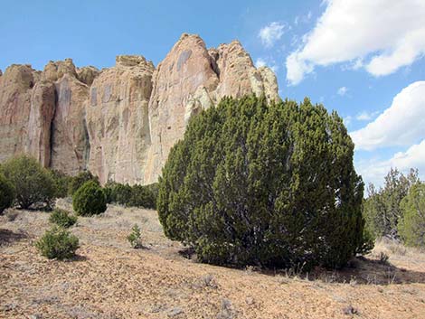 One-Seed Juniper (Juniperus monosperma)