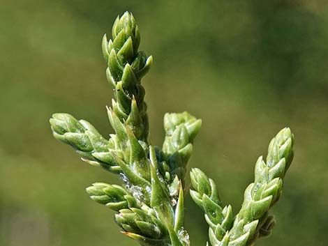 One-Seed Juniper (Juniperus monosperma)