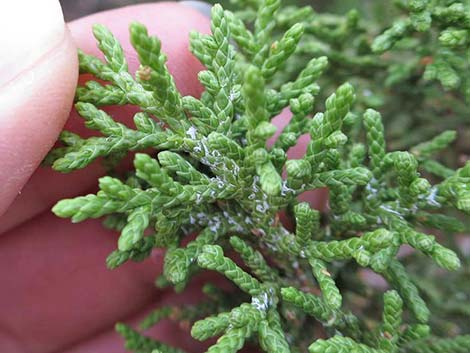 One-Seed Juniper (Juniperus monosperma)