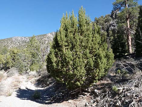 Utah Juniper (Juniperus osteosperma)