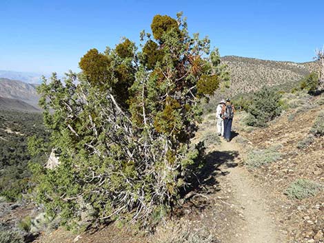 Utah Juniper (Juniperus osteosperma)