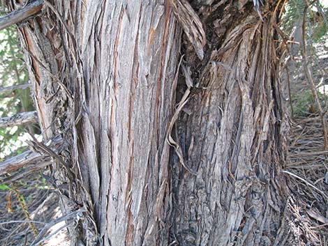 Rocky Mountain Juniper (Juniperus scopulorum)