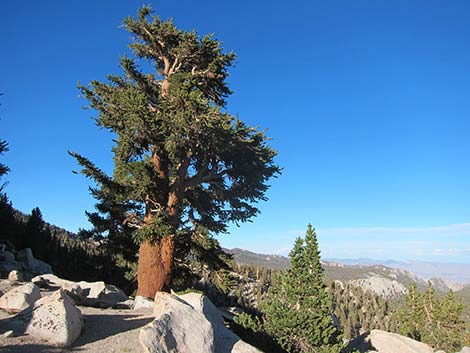 Southern Foxtail Pine (Pinus balfouriana austrina)