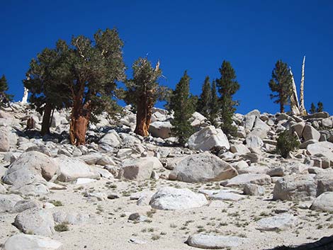 Southern Foxtail Pine (Pinus balfouriana austrina)