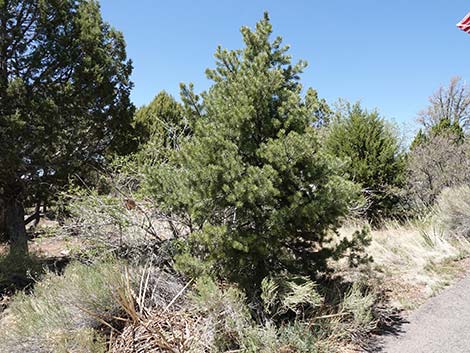 Two-needle Pinyon Pine (Pinus edulis)