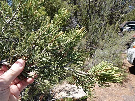 Two-needle Pinyon Pine (Pinus edulis)