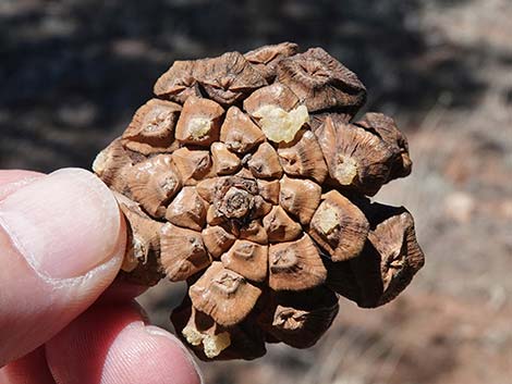 Two-needle Pinyon Pine (Pinus edulis)