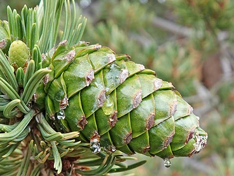 Limber Pine (Pinus flexilis)