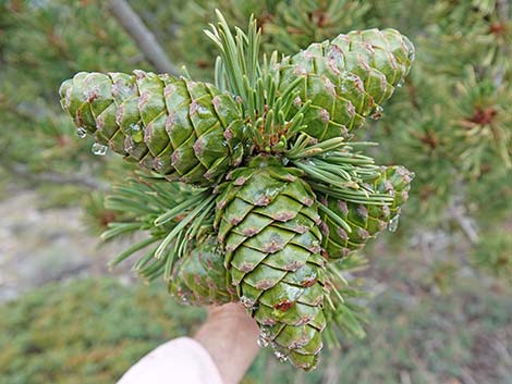 Limber Pine (Pinus flexilis)