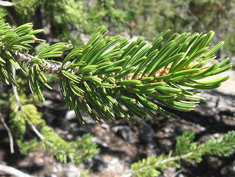 Great Basin Bristlecone Pine (Pinus longaeva)