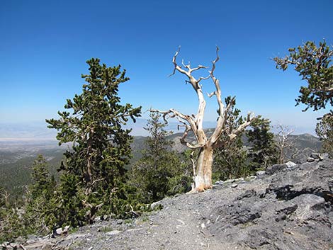 Great Basin Bristlecone Pine (Pinus longaeva)