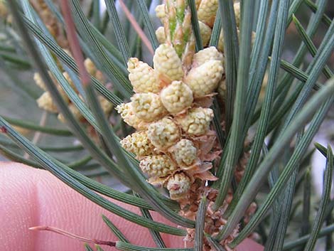 Singleleaf Pinyon Pine (Pinus monophylla)