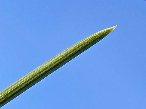 Singleleaf Pinyon Pine (Pinus monophylla)