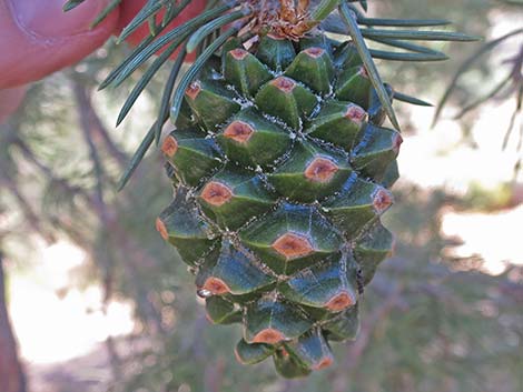 Singleleaf Pinyon Pine (Pinus monophylla)