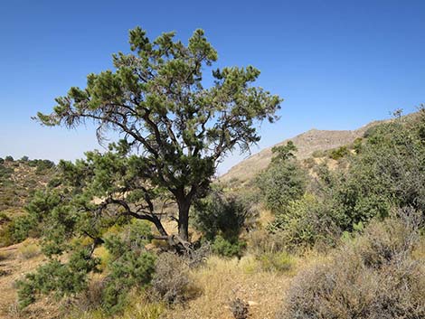 Singleleaf Pinyon Pine (Pinus monophylla)