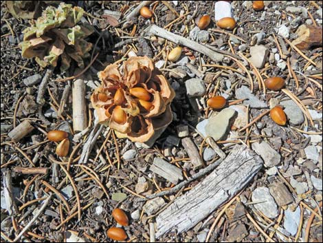 Singleleaf Pinyon Pine (Pinus monophylla)