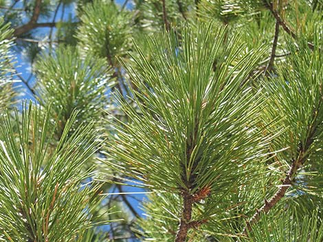 Ponderosa Pine (Pinus ponderosa)