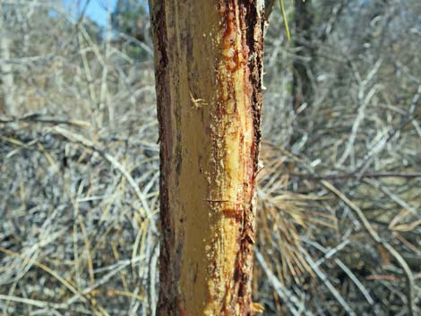 Ponderosa Pine (Pinus ponderosa)