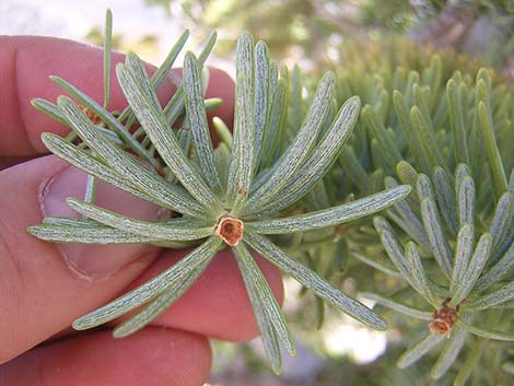 Douglas Fir (Pseudotsuga menziesii)