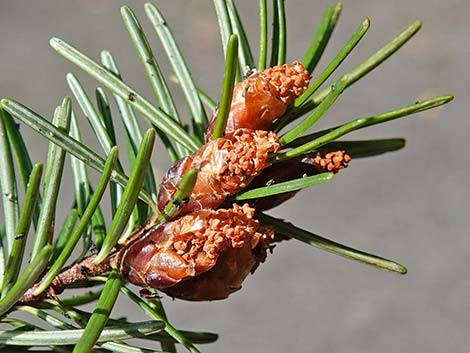 Douglas Fir (Pseudotsuga menziesii)