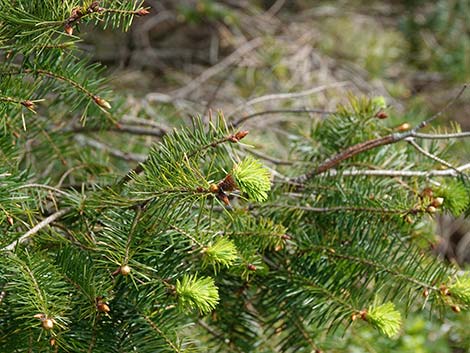 Douglas Fir (Pseudotsuga menziesii)