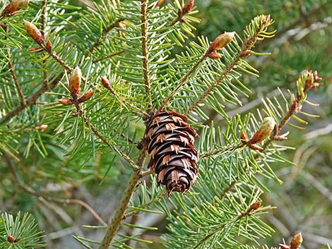 Douglas Fir (Pseudotsuga menziesii)