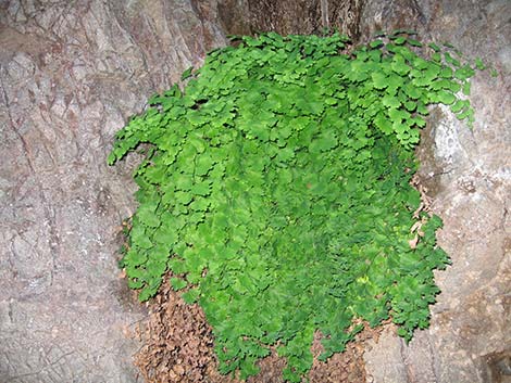 Common Maidenhair Fern (Adiantum capillus-veneris)