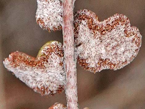 Cochise Scaly Cloak Ferns (Astrolepis cochisensis)