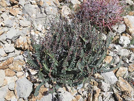 Cochise Scaly Cloak Ferns (Astrolepis cochisensis)