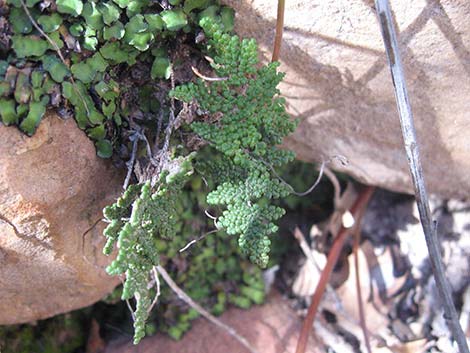 Coville's Lipfern (Cheilanthes covillei)