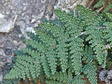 Coville's Lipfern (Cheilanthes covillei)