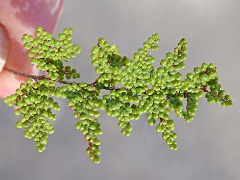 Coville's Lipfern (Cheilanthes covillei)