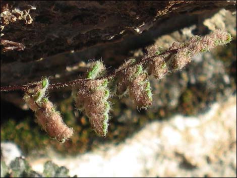 Parry's Lipfern (Cheilanthes parryi)