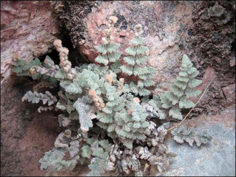 Parry's Lipfern (Cheilanthes parryi)