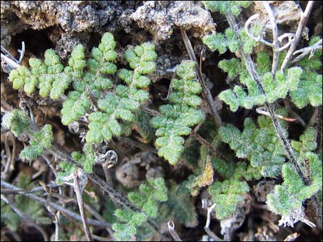 Parry's Lipfern (Cheilanthes parryi)