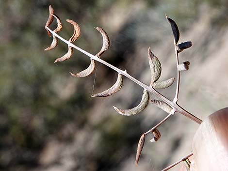 Spiny Cliffbrake (Pellaea truncata)