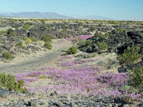 Desert Sand Verbena (Abronia villosa)