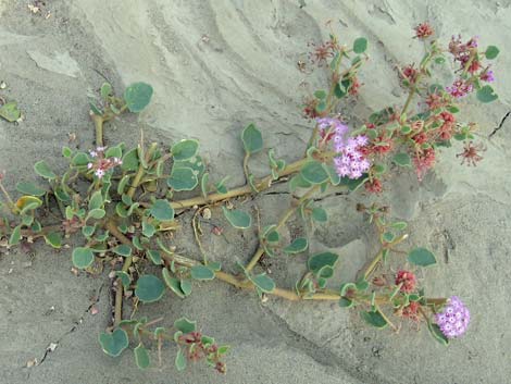 Desert Sand Verbena (Abronia villosa)