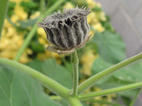 Velvetleaf (Abutilon theophrasti)