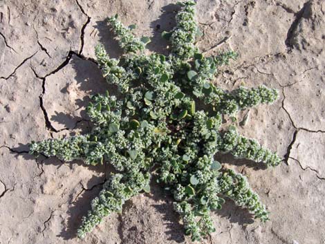 Onyxflower (Achyronychia cooperi)