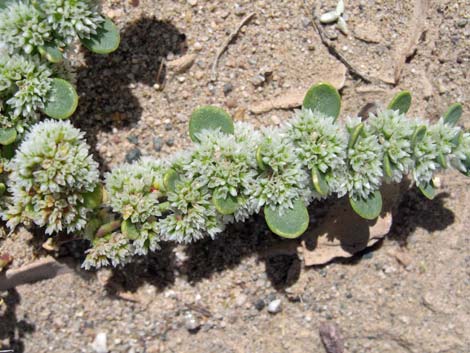 Onyxflower (Achyronychia cooperi)