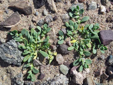 Onyxflower (Achyronychia cooperi)