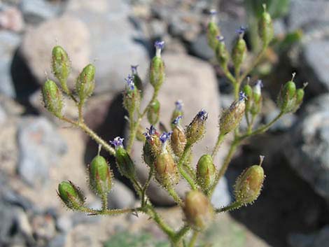 Broadleaf Gilia (Aliciella latifolia)